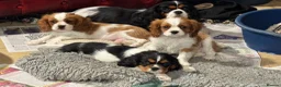 Cavalier King Charles Spaniel dogs for sale: Pedigree Cavalier King Charles Spaniel Puppies - Advert 7