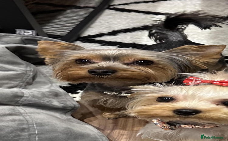 Yorkshire Terrier dogs - Advert 2