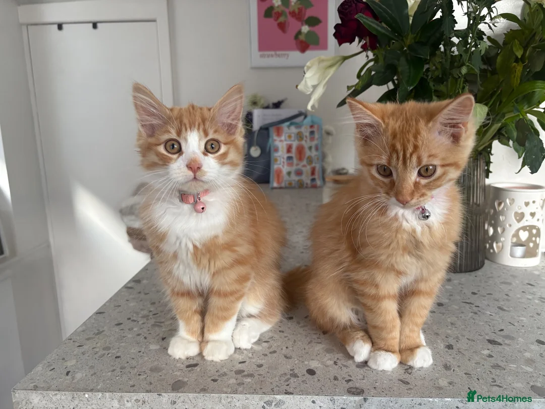 Mixed Breed cats for sale: 2 male kittens  in Knottingley - Advert 7