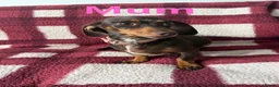 Miniature Dachshund dogs for sale: Miniature dachshund puppies in Perth - Advert 13