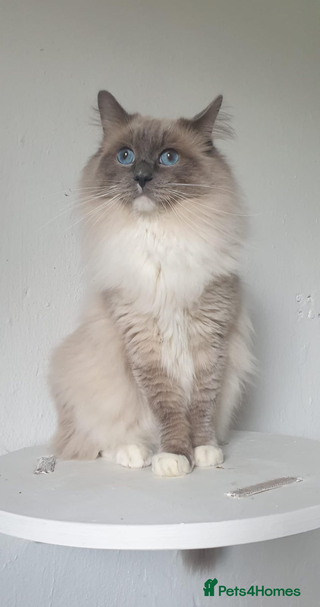 Ragdoll cats for stud: ❤️ Magnificent GCCF Active Registered Stud ❤️ in Preston - Advert 5