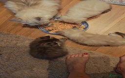 Siberian cats for sale: Siberian GCCFxGolden Chinchilla GCCF - Image 13