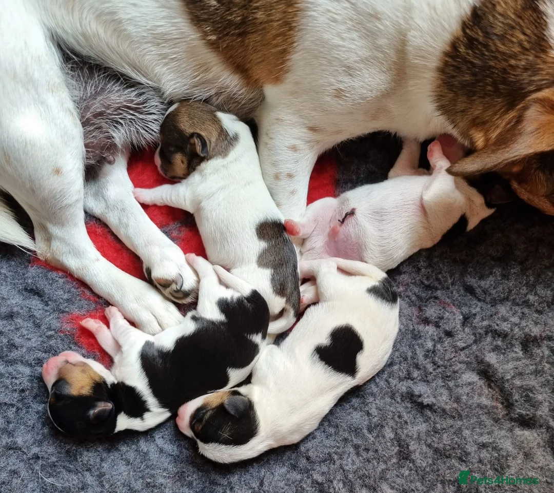 Jack Russell dogs for stud: Proven Short leg mini Jack Russell for stud in Gloucester - Advert 4