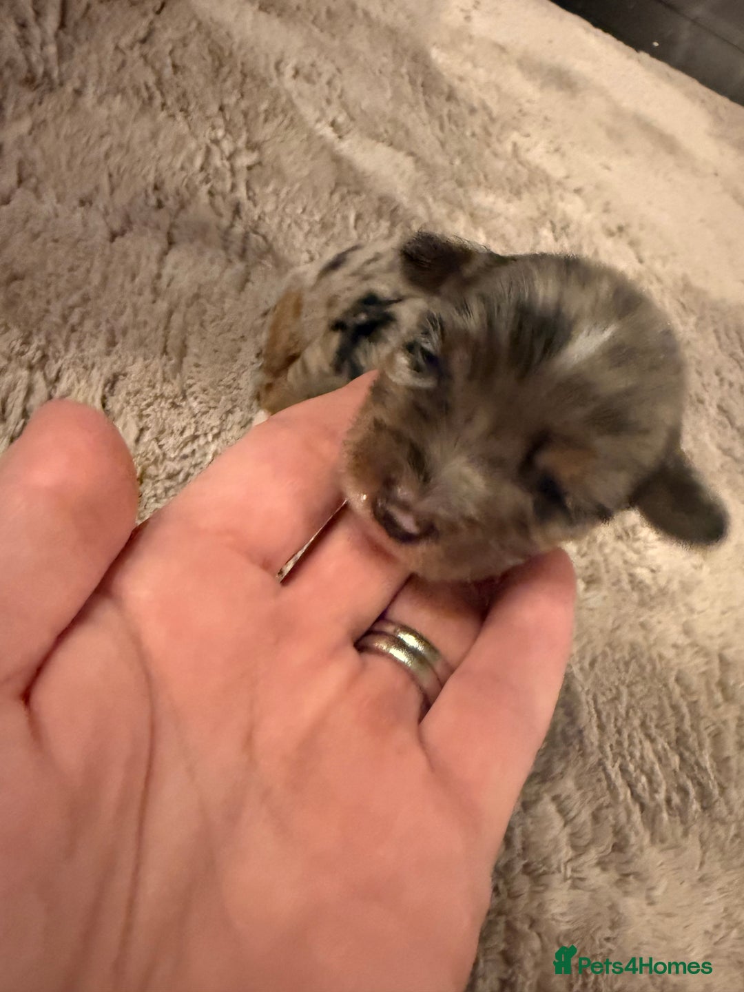 Mixed Breed dogs for sale: Stunning Merle chihuahua 2 girls ready 22nd dec - Advert 15