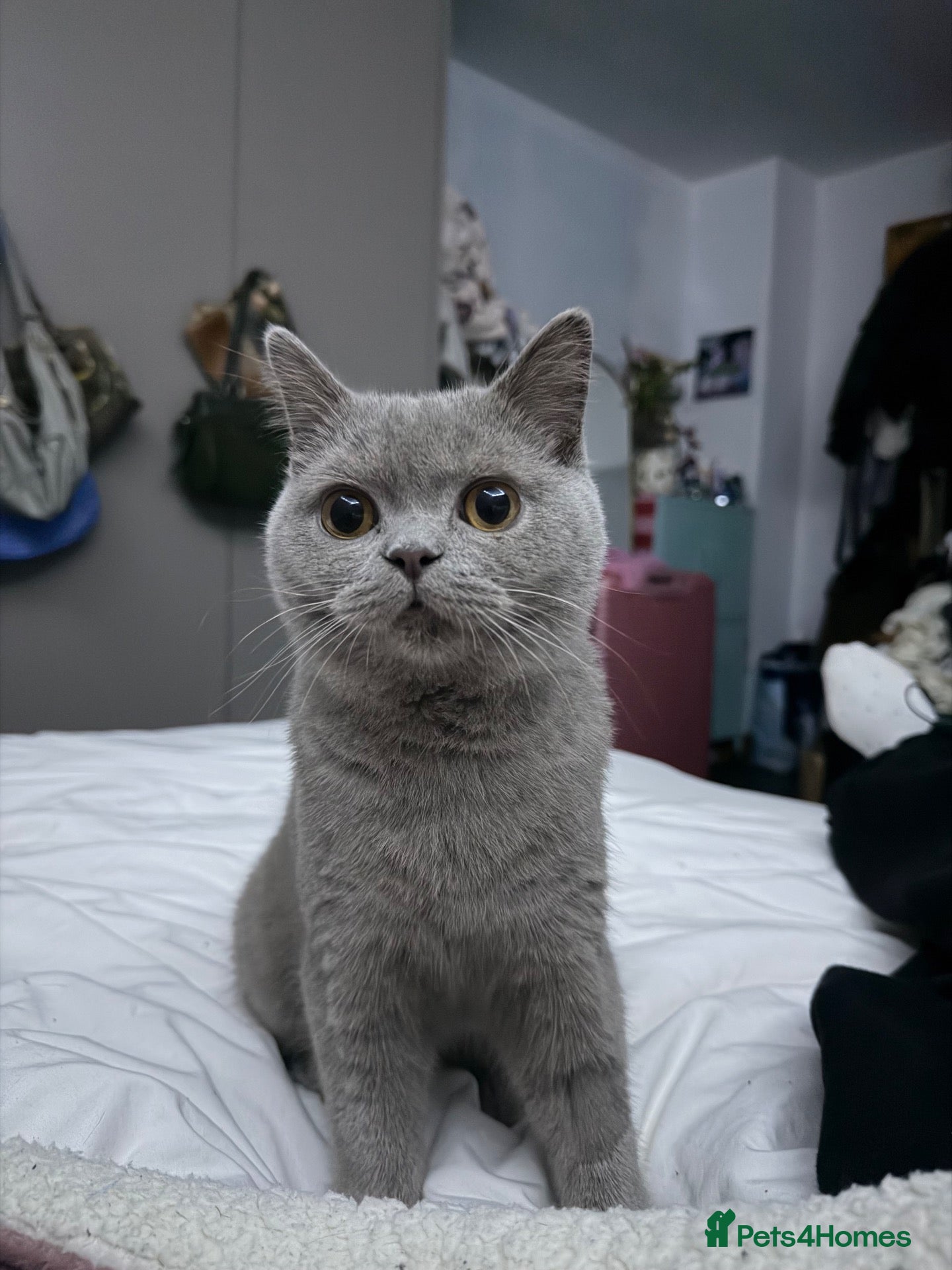 British Shorthair cats Beautiful British Shorthair for sale - Advert 2