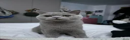 British Shorthair cats for sale: Beautiful British Shorthair for sale in Nottingham - Advert 1