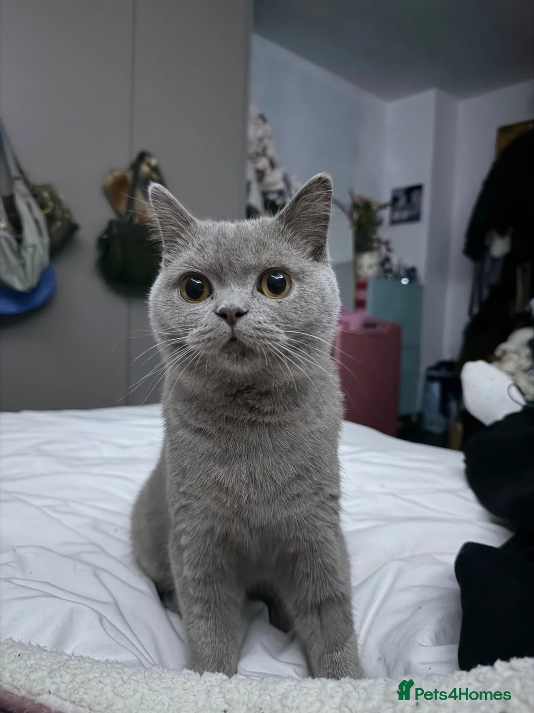 British Shorthair cats for sale: Beautiful British Shorthair for sale in Nottingham - Advert 1