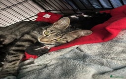 Domestic Shorthair cats for sale: Last male kitten - Image 7