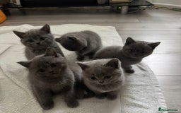 British Shorthair cats for sale: British shorthair kittens - Image 12