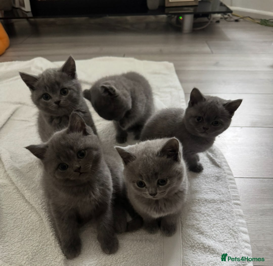 British Shorthair cats for sale: British shorthair kittens - Image 12