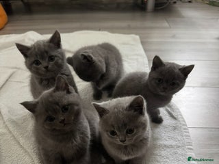 British Shorthair cats - Advert 4