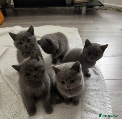 British Shorthair cats - Advert 12