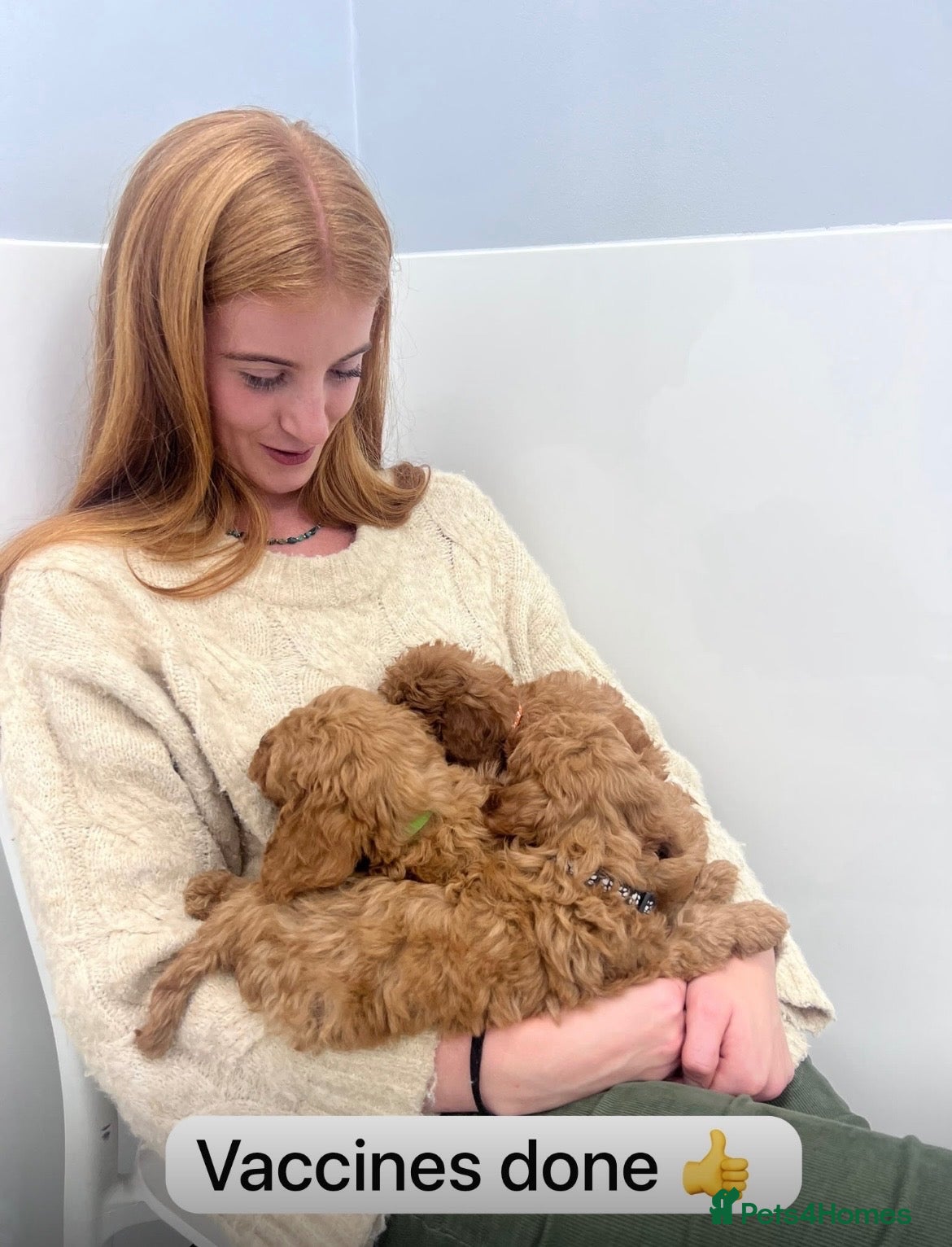 Cockapoo dogs A** Adorable Cockerpoo Puppies  - Advert 2