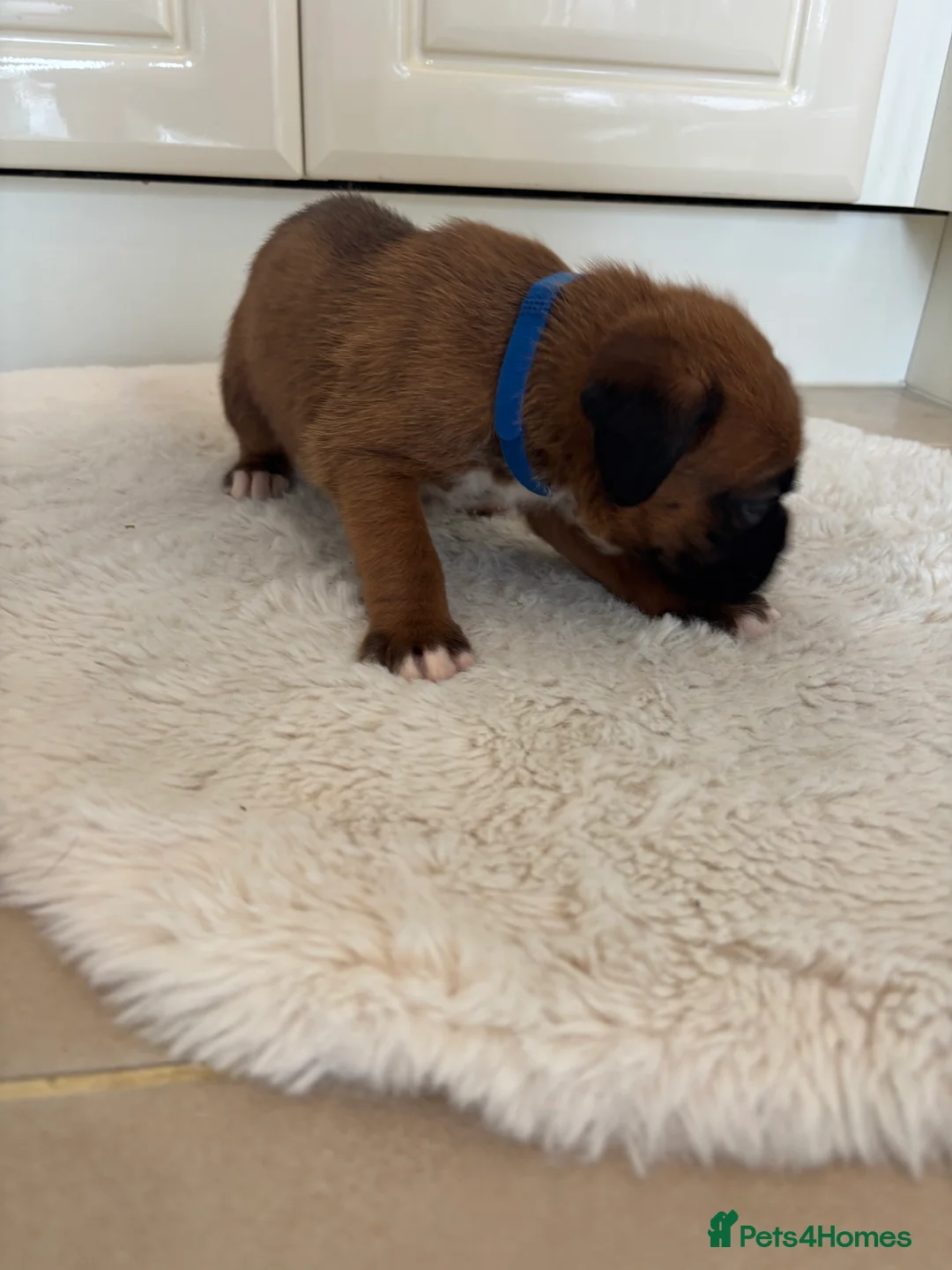 Boxer dogs for sale: Boxer puppies - Advert 3