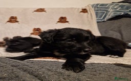 Mixed Breed dogs for sale: 🌟 Collie x Golden Retriever Puppies 🌟 - Image 23