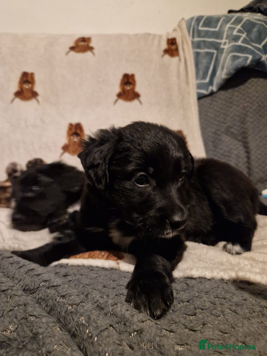 Mixed Breed dogs for sale: 🌟 Collie x Golden Retriever Puppies 🌟 - Image 23