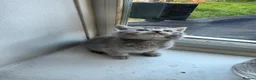 British Shorthair cats for sale: British Shorthair kittens - Advert 8