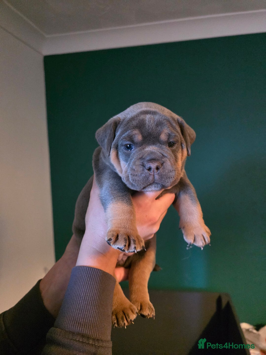 Olde English Bulldogge dogs for sale: Beautiful olde english Bulldogge pups  - Advert 7