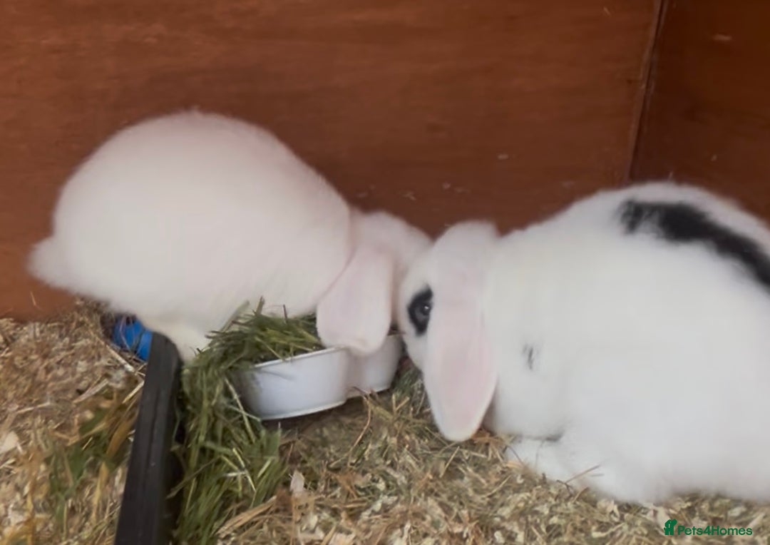 Mini Lop rabbits for sale: Beautiful mini lop babies both boys ready now  - Image 5