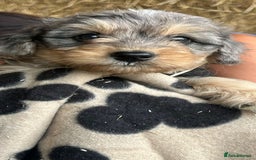 Bordoodle dogs for sale: Beautiful Bordoodle puppies - Image 16