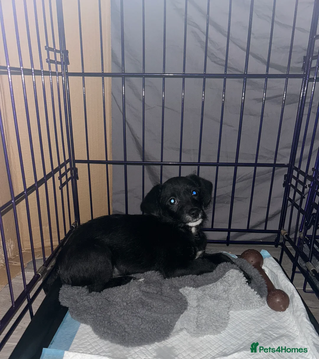 Chipoo dogs for sale: Chihuahua cross poodle puppies - Advert 3