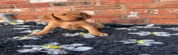 Mixed Breed dogs for sale: Stunning quality Vizslador puppies  - Advert 29