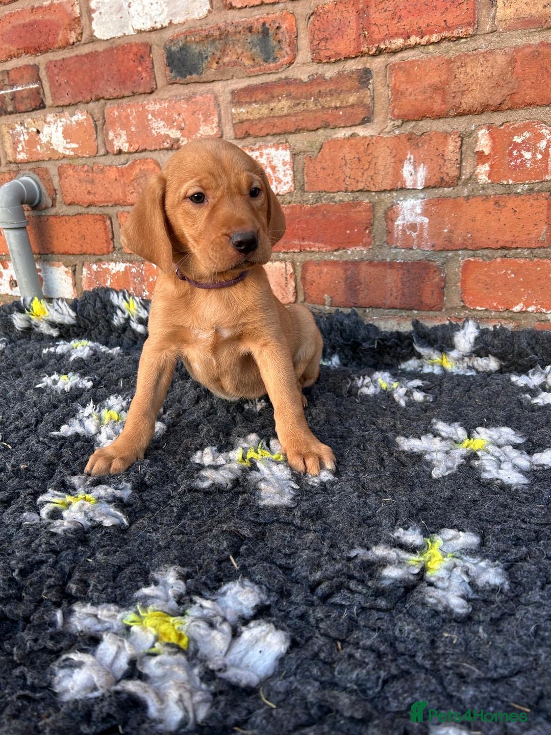 Mixed Breed dogs for sale: Stunning quality Vizslador puppies  - Advert 29