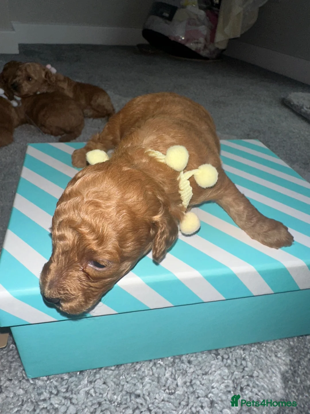 Toy Poodle dogs for sale: Toy poodle half Asian  - Advert 9
