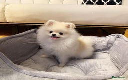 Pomeranian dogs for sale: Poppy is a beautiful fluffy little Pomeranian girl - Advert 1