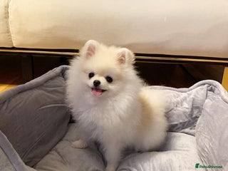 Pomeranian dogs Poppy is a beautiful fluffy little Pomeranian girl - Advert 3