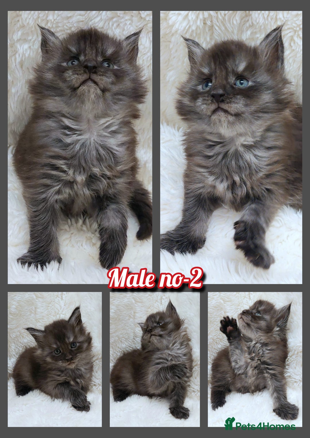 Maine Coon cats for sale: Beautiful Russian Bloodline babies  - Advert 4