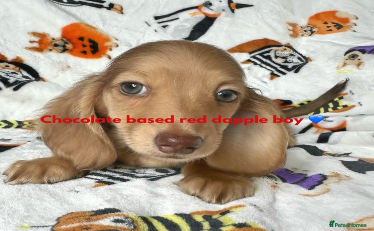 Miniature Dachshund dogs - Advert 16