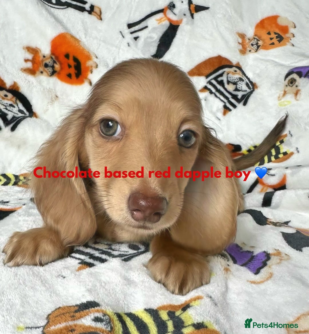 Blonde Long Haired Dachshund Blonde Long Haired Weiner Dog Puppy