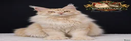 Maine Coon cats for sale: Black Silver Polydactyl MaineCoon Active Register  in Bonnybridge - Advert 8