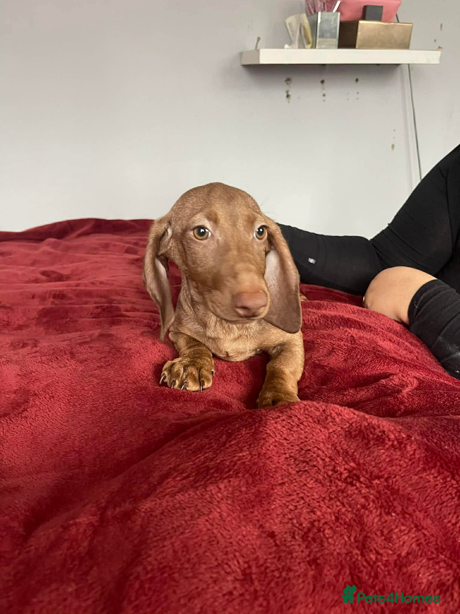 Dachshund dogs Miniature Dachshund isabelle  - Advert 5