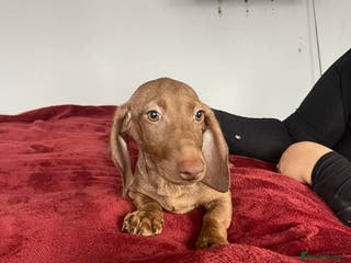 Dachshund dogs Miniature Dachshund isabelle - Advert 3