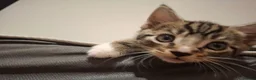 Mixed Breed cats for sale: 2 beautiful kittens left - Advert 14