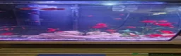 Platies fish for sale: Lovely healthy Platies for sale - Advert 1