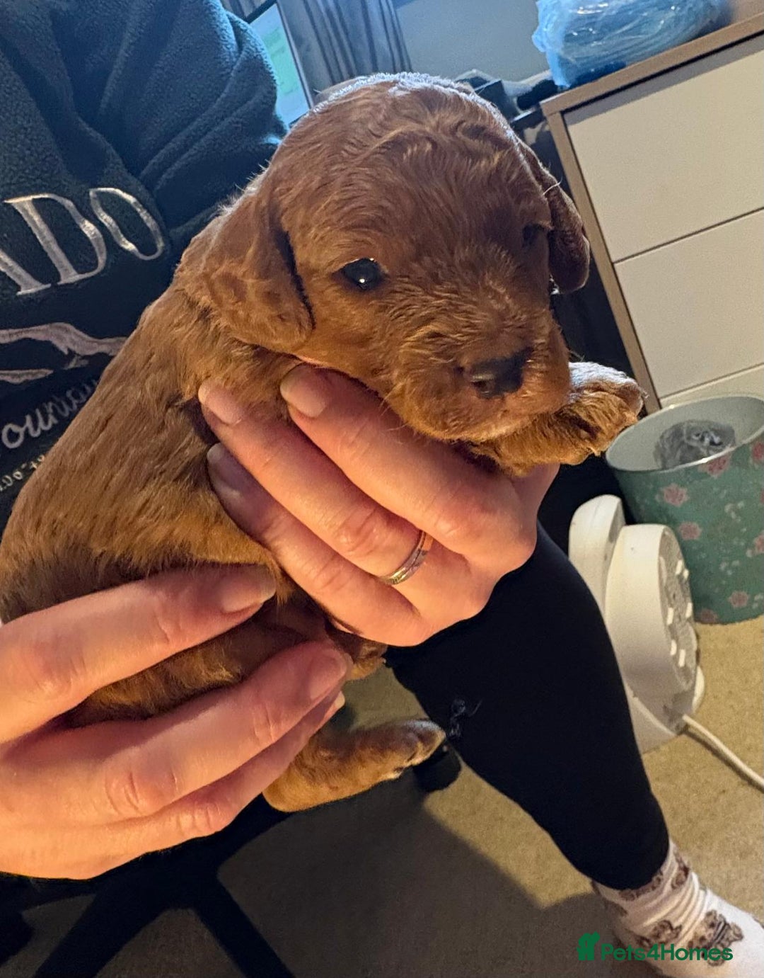 Cockapoo dogs for sale: Cockapoo Puppies - Advert 3