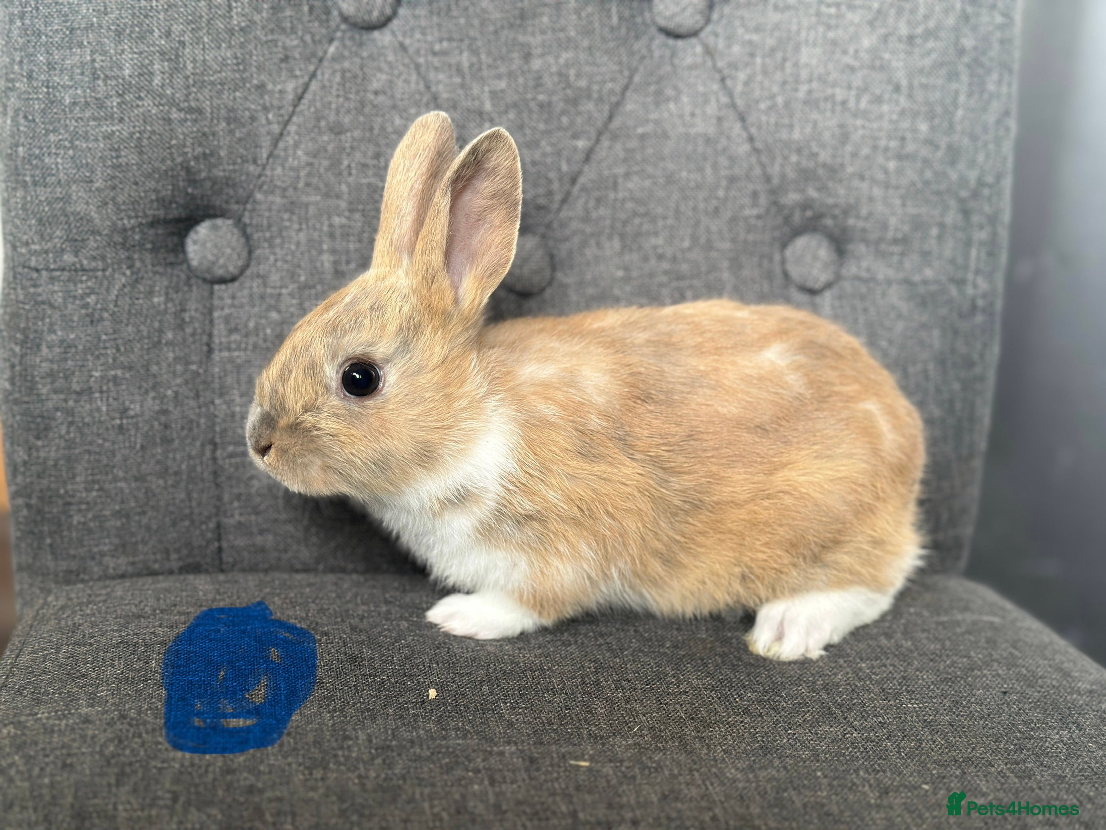 English Spot rabbits Adorable English Spot x Rex bunnies for sale - Advert 1