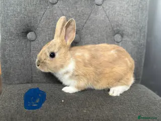 English Spot rabbits Adorable English Spot x Rex bunnies for sale - Advert 1