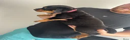 Rottweiler dogs for sale: 2 big male puppies  - Advert 4