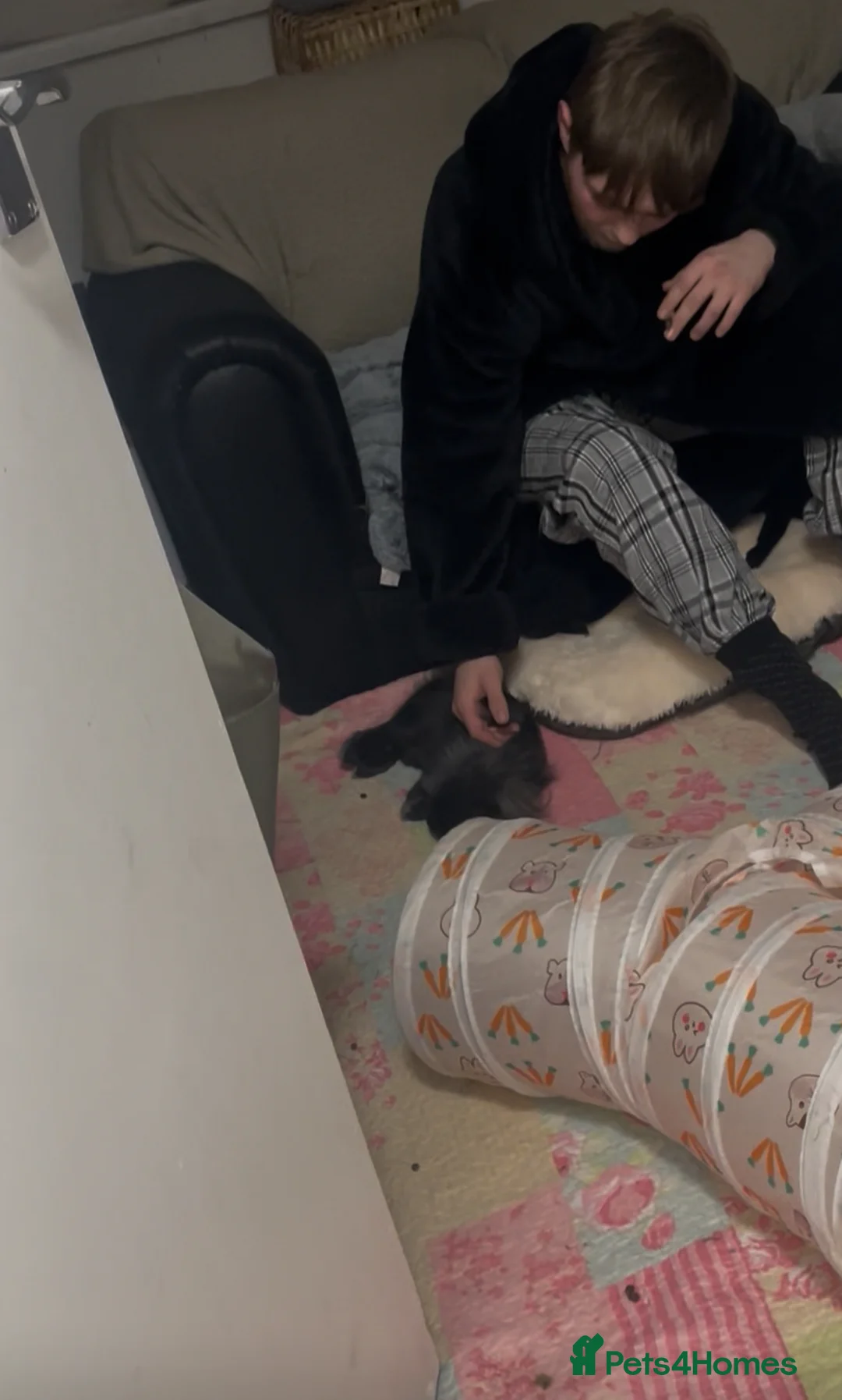 Lionhead rabbits for sale: teddy  - Advert 5