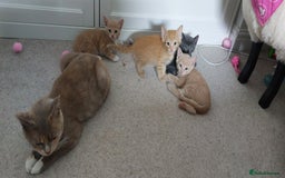 British Shorthair cats for sale: British shorthaired kittens - Image 6