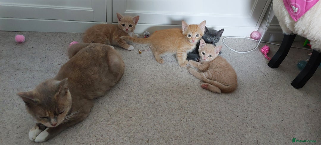 British Shorthair cats for sale: British shorthaired kittens - Image 6