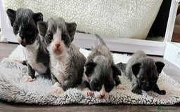 Devon Rex cats for sale: *SOLD*I am taking reservations for my next litter - Image 5