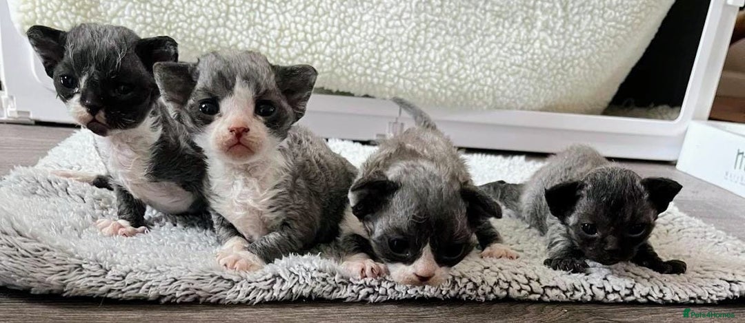 Devon Rex cats for sale: *SOLD*I am taking reservations for my next litter - Image 5