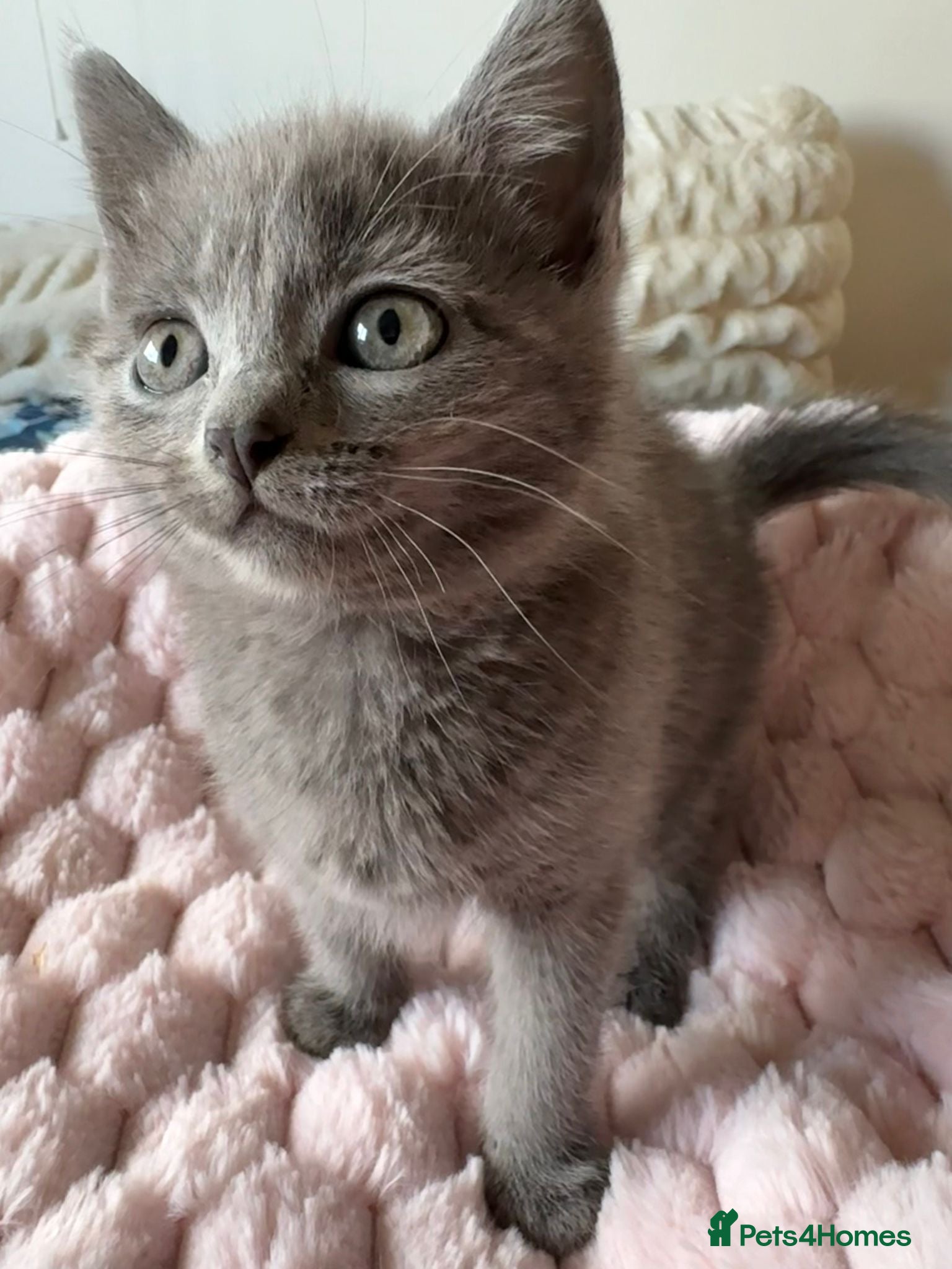 Mixed Breed cats British Short Hair Cross Kitten  - Advert 1