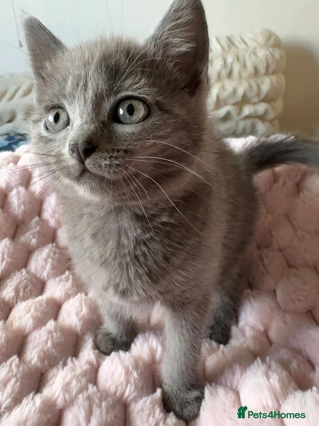 Mixed Breed cats for sale: British Short Hair Cross Kitten  - Advert 1
