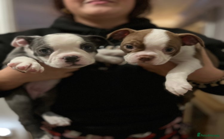 Boston Terrier dogs Stunning Bostons ** TWO REMAINING 1 girl 1 boy** - Advert 1